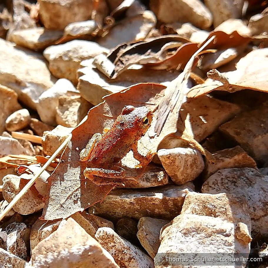 Junger Braunfrosch auf Falllaub zwischen Kalkschotter, Olymp 2018