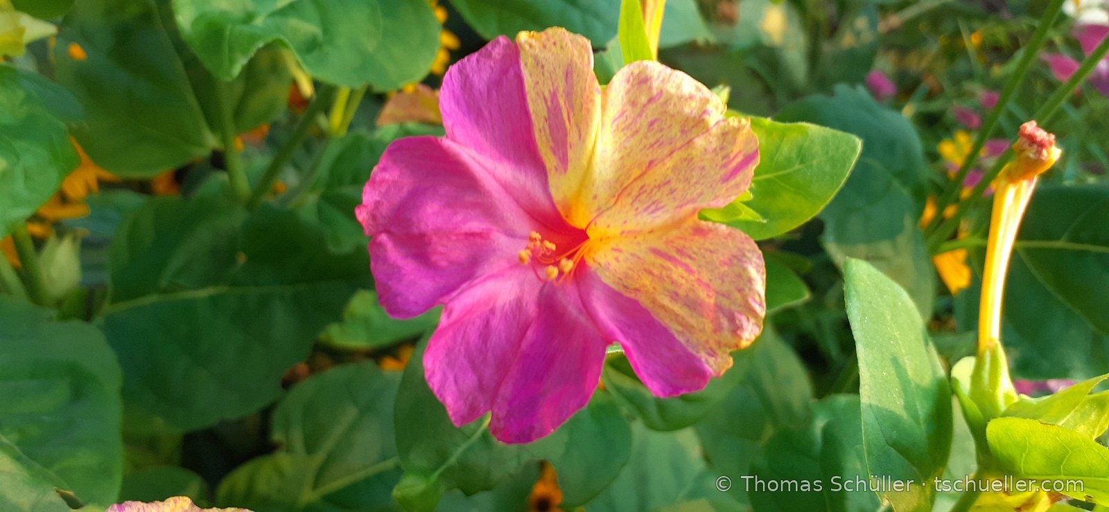 Wunderblume mit magenta und gelb gestreifter Blüte